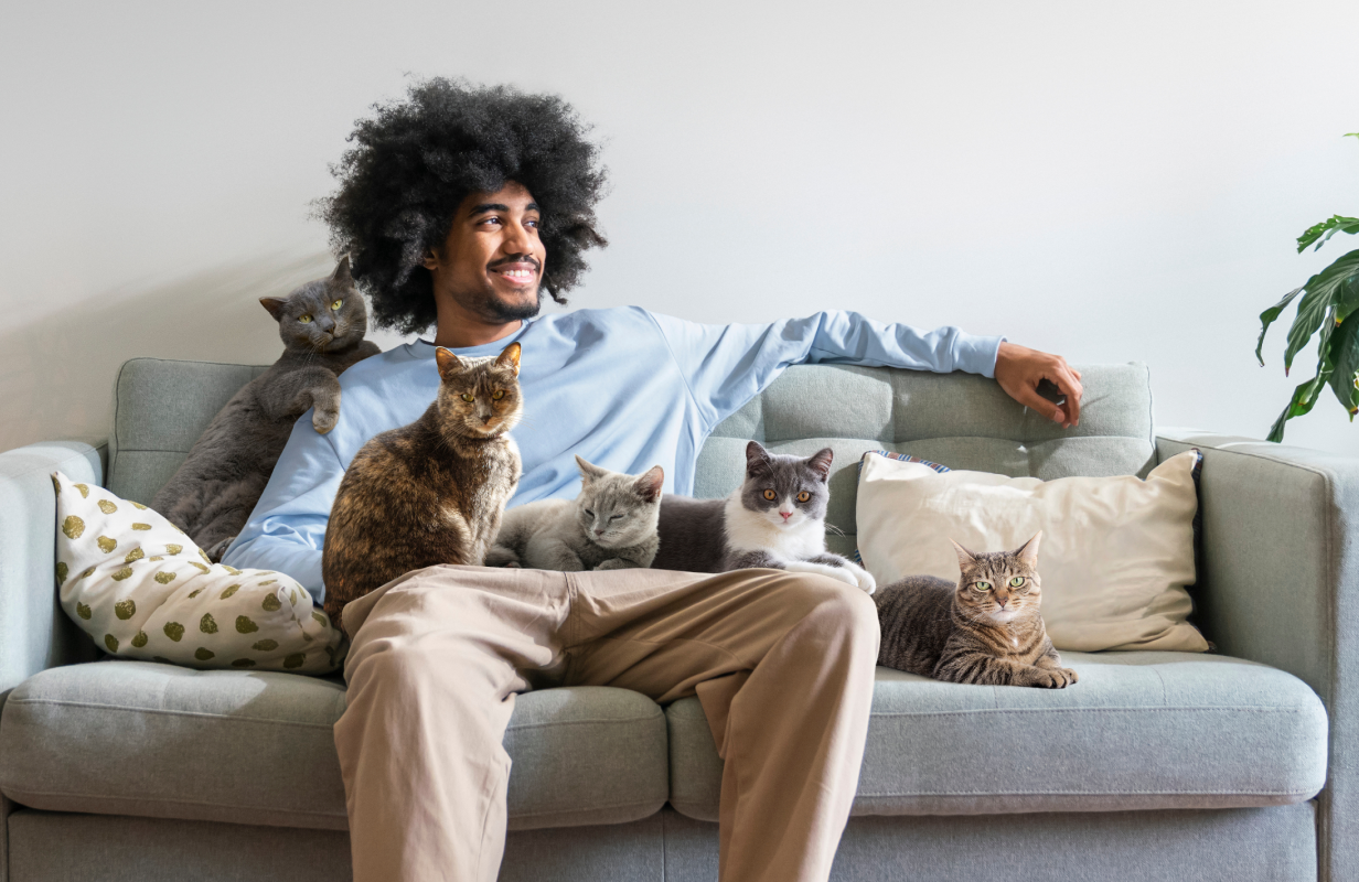 Person relaxing on sofa with five cats