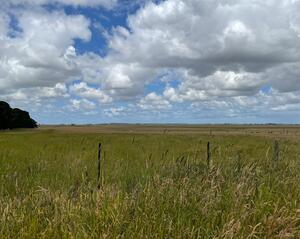 Willatook open field