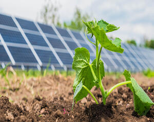 Young green plant growing in soil with rows of solar panels in the background under a partly cloudy sky